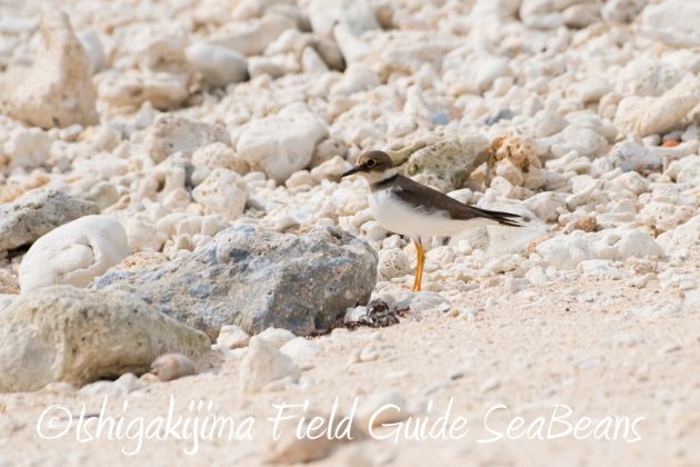 11%e6%9c%8826%e6%97%a5%e7%9f%b3%e5%9e%a3%e5%b3%b6%e3%83%90%e3%83%bc%e3%83%89%e3%82%a6%e3%82%aa%e3%83%83%e3%83%81%e3%83%b3%e3%82%b0%ef%bc%86%e9%87%8e%e9%b3%a5%e6%92%ae%e5%bd%b1%e3%82%ac%e3%82%a4