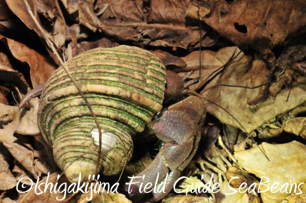 11%e6%9c%8816%e6%97%a5%e7%9f%b3%e5%9e%a3%e5%b3%b6%e3%83%8a%e3%82%a4%e3%83%88%e3%83%84%e3%82%a2%e3%83%bc4