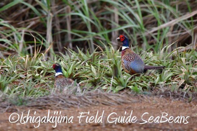 11%e6%9c%8823%e6%97%a5%e7%9f%b3%e5%9e%a3%e5%b3%b6%e3%83%90%e3%83%bc%e3%83%89%e3%82%a6%e3%82%aa%e3%83%83%e3%83%81%e3%83%b3%e3%82%b0%ef%bc%86%e9%87%8e%e9%b3%a5%e8%a6%b3%e5%af%9f%e3%82%ac%e3%82%a4