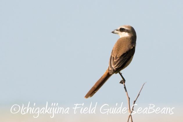 11%e6%9c%886%e6%97%a5%e7%9f%b3%e5%9e%a3%e5%b3%b6%e3%83%90%e3%83%bc%e3%83%89%e3%82%a6%e3%82%aa%e3%83%83%e3%83%81%e3%83%b3%e3%82%b0%ef%bc%86%e9%87%8e%e9%b3%a5%e6%92%ae%e5%bd%b1%e3%82%ac%e3%82%a4