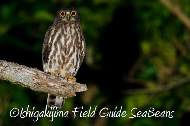 11%e6%9c%8814%e6%97%a5%e7%9f%b3%e5%9e%a3%e5%b3%b6%e3%83%8a%e3%82%a4%e3%83%88%e3%83%84%e3%82%a2%e3%83%bc3