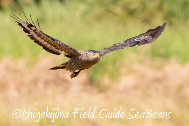 11%e6%9c%886%e6%97%a5%e7%9f%b3%e5%9e%a3%e5%b3%b6%e3%83%90%e3%83%bc%e3%83%89%e3%82%a6%e3%82%aa%e3%83%83%e3%83%81%e3%83%b3%e3%82%b0%ef%bc%86%e9%87%8e%e9%b3%a5%e6%92%ae%e5%bd%b1%e3%82%ac%e3%82%a4