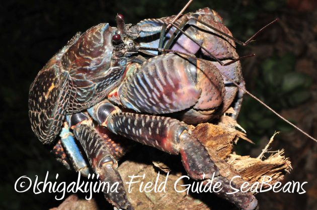 11%e6%9c%886%e6%97%a5%e7%9f%b3%e5%9e%a3%e5%b3%b6%e3%83%8a%e3%82%a4%e3%83%88%e3%83%84%e3%82%a2%e3%83%bc8