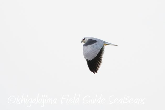 11%e6%9c%8822%e6%97%a5%e7%9f%b3%e5%9e%a3%e5%b3%b6%e3%83%90%e3%83%bc%e3%83%89%e3%82%a6%e3%82%aa%e3%83%83%e3%83%81%e3%83%b3%e3%82%b0%ef%bc%86%e9%87%8e%e9%b3%a5%e6%92%ae%e5%bd%b112