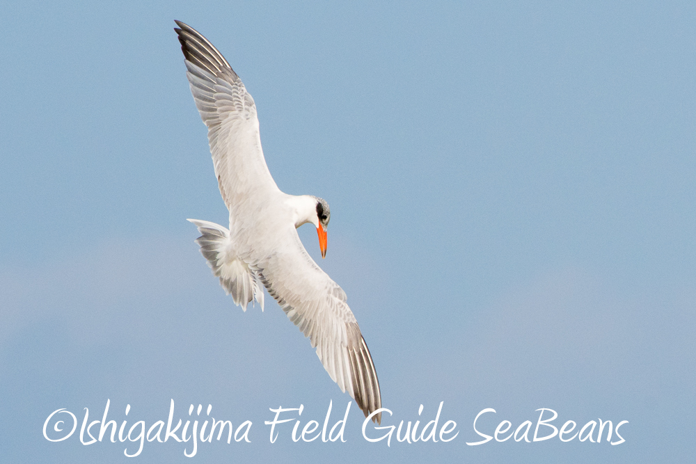 出会い盛り沢山の石垣島！！バードウオッチング＆野鳥撮影ガイド。