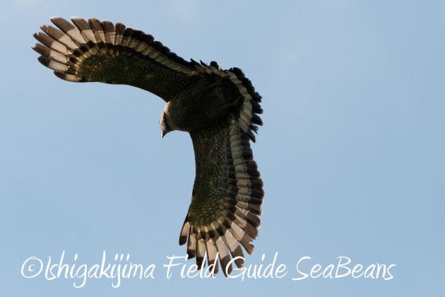 11%e6%9c%8817%e6%97%a5%e7%9f%b3%e5%9e%a3%e5%b3%b6%e3%83%90%e3%83%bc%e3%83%89%e3%82%a6%e3%82%aa%e3%83%83%e3%83%81%e3%83%b3%e3%82%b0%ef%bc%86%e9%87%8e%e9%b3%a5%e8%a6%b3%e5%af%9f%e3%83%84%e3%82%a2