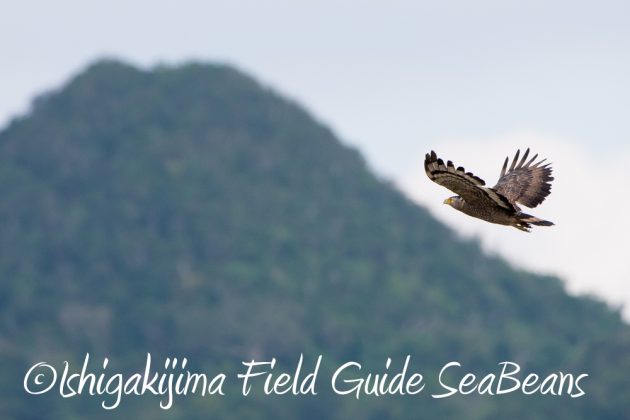 11%e6%9c%8811%e6%97%a5%e7%9f%b3%e5%9e%a3%e5%b3%b6%e3%82%ab%e3%83%b3%e3%83%a0%e3%83%aa%e3%83%af%e3%82%b7%e6%92%ae%e5%bd%b1%e3%80%81%e3%83%90%e3%83%bc%e3%83%89%e3%82%a6%e3%82%aa%e3%83%83%e3%83%81