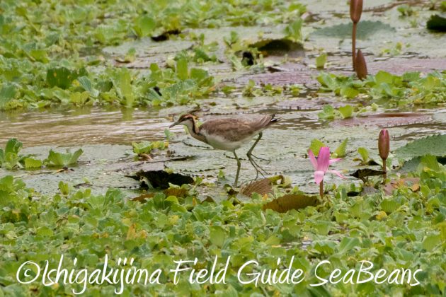 11%e6%9c%8823%e6%97%a5%e7%9f%b3%e5%9e%a3%e5%b3%b6%e3%83%90%e3%83%bc%e3%83%89%e3%82%a6%e3%82%aa%e3%83%83%e3%83%81%e3%83%b3%e3%82%b0%ef%bc%86%e9%87%8e%e9%b3%a5%e8%a6%b3%e5%af%9f%e3%82%ac%e3%82%a4