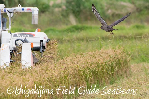 11%e6%9c%8811%e6%97%a5%e7%9f%b3%e5%9e%a3%e5%b3%b6%e3%82%ab%e3%83%b3%e3%83%a0%e3%83%aa%e3%83%af%e3%82%b7%e6%92%ae%e5%bd%b1%e3%80%81%e3%83%90%e3%83%bc%e3%83%89%e3%82%a6%e3%82%aa%e3%83%83%e3%83%81