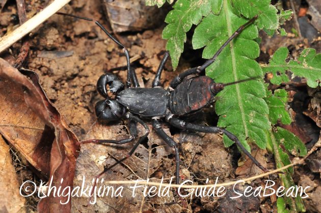 11%e6%9c%886%e6%97%a5%e7%9f%b3%e5%9e%a3%e5%b3%b6%e3%83%8a%e3%82%a4%e3%83%88%e3%83%84%e3%82%a2%e3%83%bc10