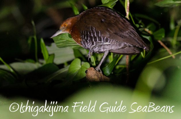 11%e6%9c%887%e6%97%a5%e7%9f%b3%e5%9e%a3%e5%b3%b6%e3%83%8a%e3%82%a4%e3%83%88%e3%83%84%e3%82%a2%e3%83%bc3