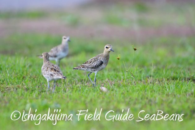 11%e6%9c%886%e6%97%a5%e7%9f%b3%e5%9e%a3%e5%b3%b6%e3%83%90%e3%83%bc%e3%83%89%e3%82%a6%e3%82%aa%e3%83%83%e3%83%81%e3%83%b3%e3%82%b0%ef%bc%86%e9%87%8e%e9%b3%a5%e6%92%ae%e5%bd%b1%e3%82%ac%e3%82%a4