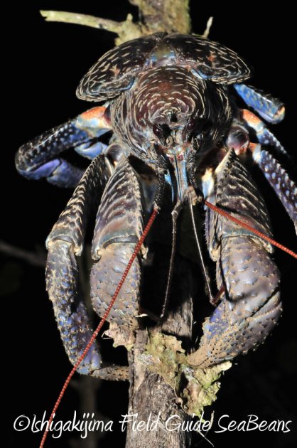 11%e6%9c%882%e6%97%a5%e7%9f%b3%e5%9e%a3%e5%b3%b6%e3%83%8a%e3%82%a4%e3%83%88%e3%83%84%e3%82%a2%e3%83%bc8