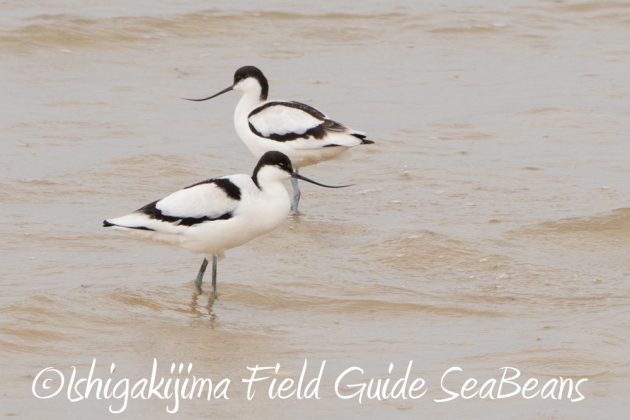 11%e6%9c%8821%e6%97%a5%e7%9f%b3%e5%9e%a3%e5%b3%b6%e3%83%90%e3%83%bc%e3%83%89%e3%82%a6%e3%82%aa%e3%83%83%e3%83%81%e3%83%b3%e3%82%b0%ef%bc%86%e9%87%8e%e9%b3%a5%e6%92%ae%e5%bd%b1%e3%82%ac%e3%82%a4