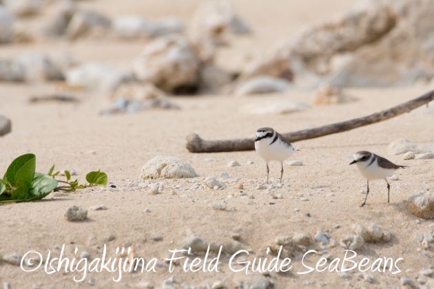 11%e6%9c%8819%e6%97%a5%e7%9f%b3%e5%9e%a3%e5%b3%b6%e3%83%90%e3%83%bc%e3%83%89%e3%82%a6%e3%82%aa%e3%83%83%e3%83%81%e3%83%b3%e3%82%b0%ef%bc%86%e9%87%8e%e9%b3%a5%e6%92%ae%e5%bd%b1%e3%82%ac%e3%82%a4