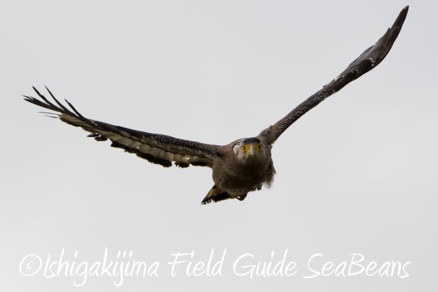 11%e6%9c%8811%e6%97%a5%e7%9f%b3%e5%9e%a3%e5%b3%b6%e3%82%ab%e3%83%b3%e3%83%a0%e3%83%aa%e3%83%af%e3%82%b7%e6%92%ae%e5%bd%b1%e3%80%81%e3%83%90%e3%83%bc%e3%83%89%e3%82%a6%e3%82%aa%e3%83%83%e3%83%81