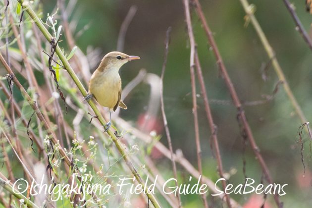 11%e6%9c%885%e6%97%a5%e7%9f%b3%e5%9e%a3%e5%b3%b6%e3%81%ae%e9%87%8e%e9%b3%a5%e3%82%aa%e3%82%aa%e3%83%a8%e3%82%b7%e3%82%ad%e3%83%aa3