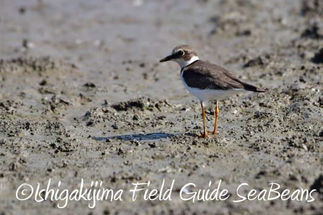 11%e6%9c%8816%e6%97%a5%e7%9f%b3%e5%9e%a3%e5%b3%b6%e3%83%90%e3%83%bc%e3%83%89%e3%82%a6%e3%82%aa%e3%83%83%e3%83%81%e3%83%b3%e3%82%b0%ef%bc%86%e9%87%8e%e9%b3%a5%e8%a6%b3%e5%af%9f%e3%82%ac%e3%82%a4