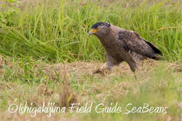 11%e6%9c%8811%e6%97%a5%e7%9f%b3%e5%9e%a3%e5%b3%b6%e3%82%ab%e3%83%b3%e3%83%a0%e3%83%aa%e3%83%af%e3%82%b7%e6%92%ae%e5%bd%b1%e3%80%81%e3%83%90%e3%83%bc%e3%83%89%e3%82%a6%e3%82%aa%e3%83%83%e3%83%81