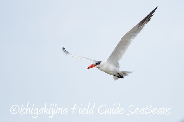 11%e6%9c%886%e6%97%a5%e7%9f%b3%e5%9e%a3%e5%b3%b6%e3%83%90%e3%83%bc%e3%83%89%e3%82%a6%e3%82%aa%e3%83%83%e3%83%81%e3%83%b3%e3%82%b0%ef%bc%86%e9%87%8e%e9%b3%a5%e6%92%ae%e5%bd%b1%e3%82%ac%e3%82%a4