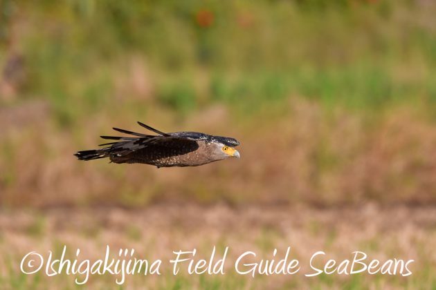 11%e6%9c%8811%e6%97%a5%e7%9f%b3%e5%9e%a3%e5%b3%b6%e3%82%ab%e3%83%b3%e3%83%a0%e3%83%aa%e3%83%af%e3%82%b7%e6%92%ae%e5%bd%b1%e3%80%81%e3%83%90%e3%83%bc%e3%83%89%e3%82%a6%e3%82%aa%e3%83%83%e3%83%81