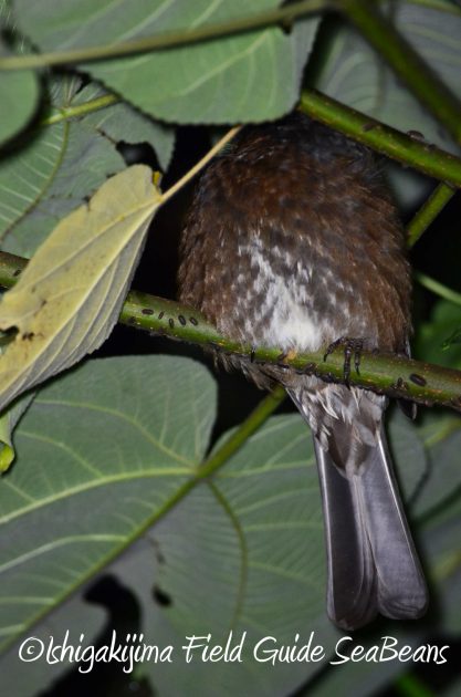 11%e6%9c%8830%e6%97%a5%e7%9f%b3%e5%9e%a3%e5%b3%b6%e3%83%8a%e3%82%a4%e3%83%88%e3%83%84%e3%82%a2%e3%83%bc6