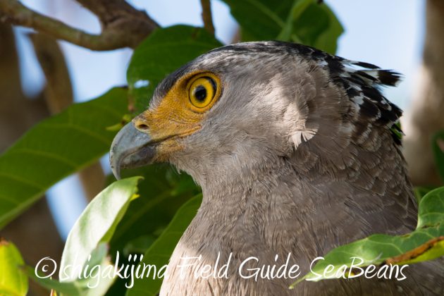 11%e6%9c%8817%e6%97%a5%e7%9f%b3%e5%9e%a3%e5%b3%b6%e3%83%90%e3%83%bc%e3%83%89%e3%82%a6%e3%82%aa%e3%83%83%e3%83%81%e3%83%b3%e3%82%b0%ef%bc%86%e9%87%8e%e9%b3%a5%e8%a6%b3%e5%af%9f%e3%83%84%e3%82%a2