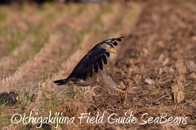 11%e6%9c%8811%e6%97%a5%e7%9f%b3%e5%9e%a3%e5%b3%b6%e3%82%ab%e3%83%b3%e3%83%a0%e3%83%aa%e3%83%af%e3%82%b7%e6%92%ae%e5%bd%b1%e3%80%81%e3%83%90%e3%83%bc%e3%83%89%e3%82%a6%e3%82%aa%e3%83%83%e3%83%81