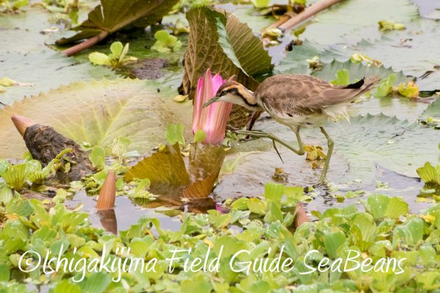 11%e6%9c%8822%e6%97%a5%e7%9f%b3%e5%9e%a3%e5%b3%b6%e3%83%90%e3%83%bc%e3%83%89%e3%82%a6%e3%82%aa%e3%83%83%e3%83%81%e3%83%b3%e3%82%b0%ef%bc%86%e9%87%8e%e9%b3%a5%e6%92%ae%e5%bd%b123