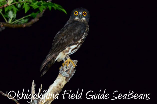 11%e6%9c%888%e6%97%a5%e7%9f%b3%e5%9e%a3%e5%b3%b6%e3%83%8a%e3%82%a4%e3%83%88%e3%83%84%e3%82%a2%e3%83%bc5