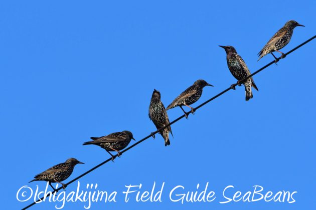 11%e6%9c%8813%e6%97%a5%e7%9f%b3%e5%9e%a3%e5%b3%b6%e3%83%90%e3%83%bc%e3%83%89%e3%82%a6%e3%82%aa%e3%83%83%e3%83%81%e3%83%b3%e3%82%b0%ef%bc%86%e9%87%8e%e9%b3%a5%e6%92%ae%e5%bd%b1%e3%82%ac%e3%82%a4