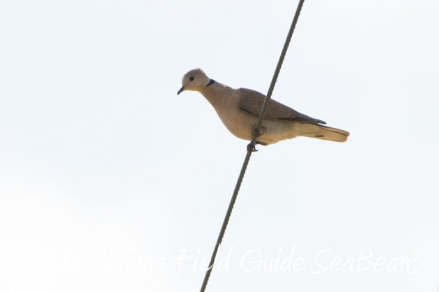 11%e6%9c%886%e6%97%a5%e7%9f%b3%e5%9e%a3%e5%b3%b6%e3%83%90%e3%83%bc%e3%83%89%e3%82%a6%e3%82%aa%e3%83%83%e3%83%81%e3%83%b3%e3%82%b0%ef%bc%86%e9%87%8e%e9%b3%a5%e6%92%ae%e5%bd%b1%e3%82%ac%e3%82%a4