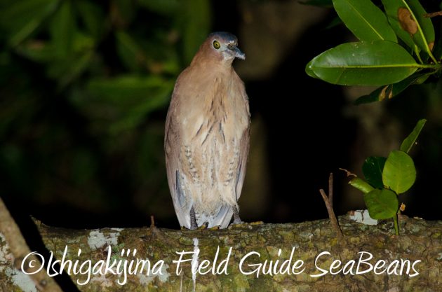 11%e6%9c%8818%e6%97%a5%e7%9f%b3%e5%9e%a3%e5%b3%b6%e3%83%8a%e3%82%a4%e3%83%88%e3%83%84%e3%82%a2%e3%83%bc13