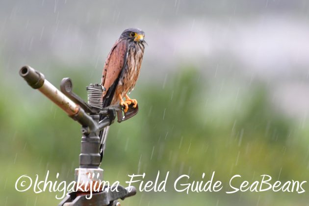 11%e6%9c%8820%e6%97%a5%e7%9f%b3%e5%9e%a3%e5%b3%b6%e3%83%90%e3%83%bc%e3%83%89%e3%82%a6%e3%82%aa%e3%83%83%e3%83%81%e3%83%b3%e3%82%b0%ef%bc%86%e9%87%8e%e9%b3%a5%e6%92%ae%e5%bd%b1%e3%82%ac%e3%82%a4