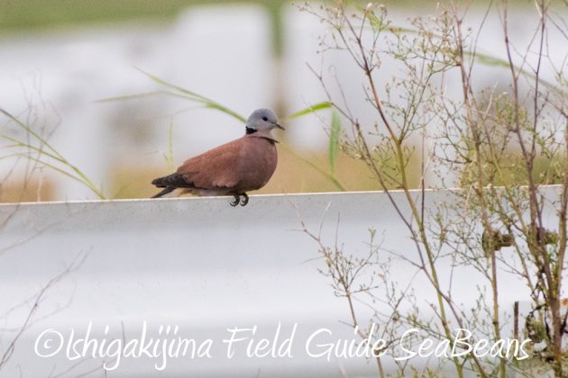 11%e6%9c%8828%e6%97%a5%e7%9f%b3%e5%9e%a3%e5%b3%b6%e3%83%90%e3%83%bc%e3%83%89%e3%82%a6%e3%82%aa%e3%83%83%e3%83%81%e3%83%b3%e3%82%b0%e3%82%ac%e3%82%a4%e3%83%8919