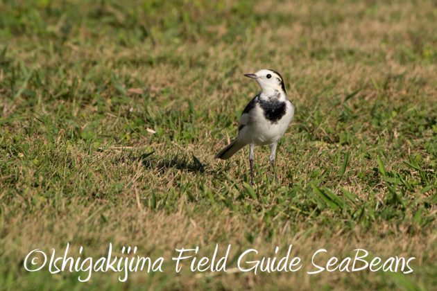 11%e6%9c%8814%e6%97%a5%e7%9f%b3%e5%9e%a3%e5%b3%b6%e3%83%90%e3%83%bc%e3%83%89%e3%82%a6%e3%82%aa%e3%83%83%e3%83%81%e3%83%b3%e3%82%b0%ef%bc%86%e9%87%8e%e9%b3%a5%e6%92%ae%e5%bd%b1%e3%82%ac%e3%82%a4