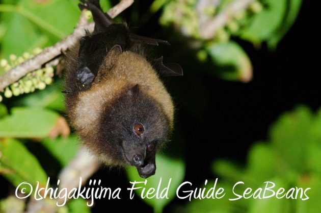 11%e6%9c%8816%e6%97%a5%e7%9f%b3%e5%9e%a3%e5%b3%b6%e3%83%8a%e3%82%a4%e3%83%88%e3%83%84%e3%82%a2%e3%83%bc8