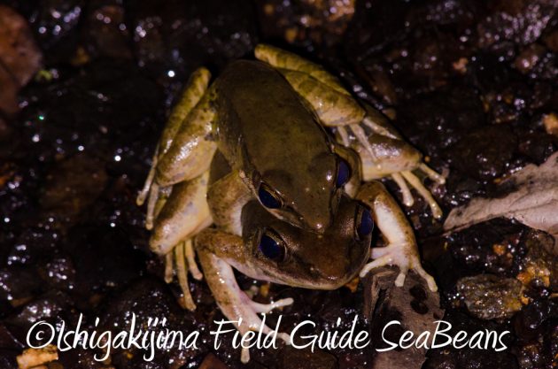 11%e6%9c%886%e6%97%a5%e7%9f%b3%e5%9e%a3%e5%b3%b6%e3%83%8a%e3%82%a4%e3%83%88%e3%83%84%e3%82%a2%e3%83%bc15