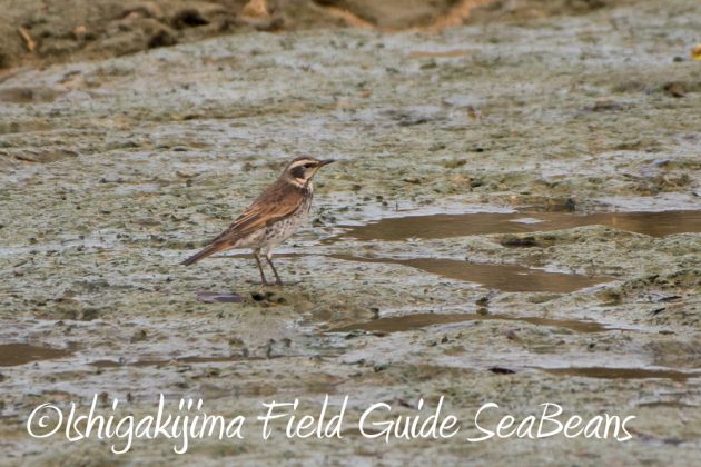 11%e6%9c%8826%e6%97%a5%e7%9f%b3%e5%9e%a3%e5%b3%b6%e3%83%90%e3%83%bc%e3%83%89%e3%82%a6%e3%82%aa%e3%83%83%e3%83%81%e3%83%b3%e3%82%b0%ef%bc%86%e9%87%8e%e9%b3%a5%e6%92%ae%e5%bd%b1%e3%82%ac%e3%82%a4