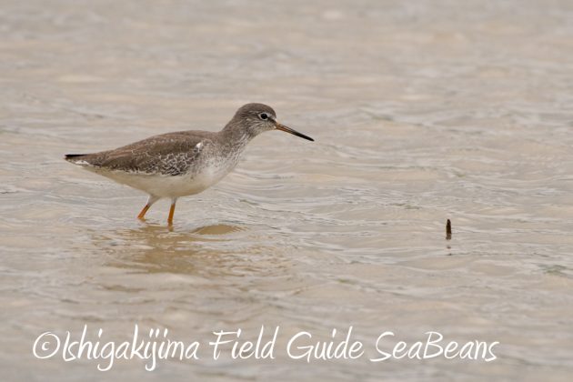 11%e6%9c%8828%e6%97%a5%e7%9f%b3%e5%9e%a3%e5%b3%b6%e3%83%90%e3%83%bc%e3%83%89%e3%82%a6%e3%82%aa%e3%83%83%e3%83%81%e3%83%b3%e3%82%b0%e3%82%ac%e3%82%a4%e3%83%899