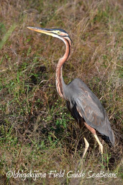 11%e6%9c%8814%e6%97%a5%e7%9f%b3%e5%9e%a3%e5%b3%b6%e3%83%90%e3%83%bc%e3%83%89%e3%82%a6%e3%82%aa%e3%83%83%e3%83%81%e3%83%b3%e3%82%b0%ef%bc%86%e9%87%8e%e9%b3%a5%e6%92%ae%e5%bd%b1%e3%82%ac%e3%82%a4