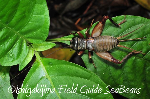 11%e6%9c%8822%e6%97%a5%e7%9f%b3%e5%9e%a3%e5%b3%b6%e3%83%8a%e3%82%a4%e3%83%88%e3%83%84%e3%82%a2%e3%83%bc3