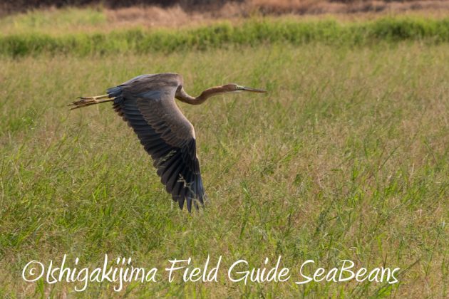 11%e6%9c%8817%e6%97%a5%e7%9f%b3%e5%9e%a3%e5%b3%b6%e3%83%90%e3%83%bc%e3%83%89%e3%82%a6%e3%82%aa%e3%83%83%e3%83%81%e3%83%b3%e3%82%b0%ef%bc%86%e9%87%8e%e9%b3%a5%e8%a6%b3%e5%af%9f%e3%83%84%e3%82%a2