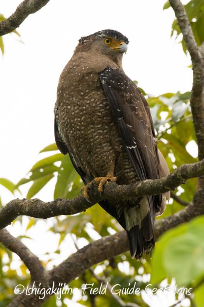 11%e6%9c%8828%e6%97%a5%e7%9f%b3%e5%9e%a3%e5%b3%b6%e3%83%90%e3%83%bc%e3%83%89%e3%82%a6%e3%82%aa%e3%83%83%e3%83%81%e3%83%b3%e3%82%b0%e3%82%ac%e3%82%a4%e3%83%8912