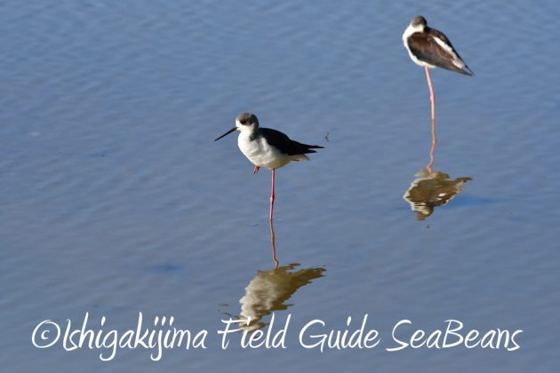 11%e6%9c%8819%e6%97%a5%e7%9f%b3%e5%9e%a3%e5%b3%b6%e3%83%90%e3%83%bc%e3%83%89%e3%82%a6%e3%82%aa%e3%83%83%e3%83%81%e3%83%b3%e3%82%b0%ef%bc%86%e9%87%8e%e9%b3%a5%e6%92%ae%e5%bd%b1%e3%82%ac%e3%82%a4