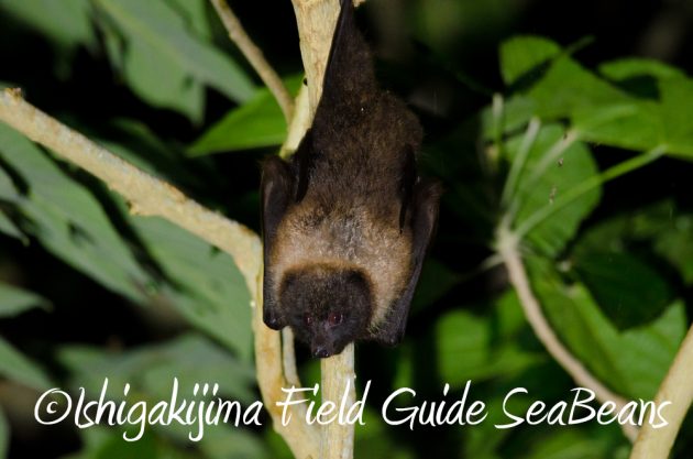 11%e6%9c%8818%e6%97%a5%e7%9f%b3%e5%9e%a3%e5%b3%b6%e3%83%8a%e3%82%a4%e3%83%88%e3%83%84%e3%82%a2%e3%83%bc8