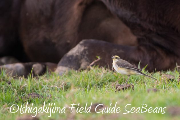 11%e6%9c%8826%e6%97%a5%e7%9f%b3%e5%9e%a3%e5%b3%b6%e3%83%90%e3%83%bc%e3%83%89%e3%82%a6%e3%82%aa%e3%83%83%e3%83%81%e3%83%b3%e3%82%b0%ef%bc%86%e9%87%8e%e9%b3%a5%e6%92%ae%e5%bd%b1%e3%82%ac%e3%82%a4