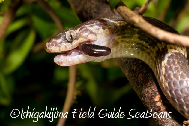 11%e6%9c%886%e6%97%a5%e7%9f%b3%e5%9e%a3%e5%b3%b6%e3%83%8a%e3%82%a4%e3%83%88%e3%83%84%e3%82%a2%e3%83%bc14