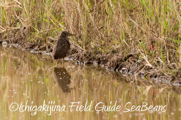 リュウキュウヨシゴイ