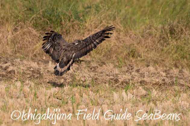 11%e6%9c%8811%e6%97%a5%e7%9f%b3%e5%9e%a3%e5%b3%b6%e3%82%ab%e3%83%b3%e3%83%a0%e3%83%aa%e3%83%af%e3%82%b7%e6%92%ae%e5%bd%b1%e3%80%81%e3%83%90%e3%83%bc%e3%83%89%e3%82%a6%e3%82%aa%e3%83%83%e3%83%81